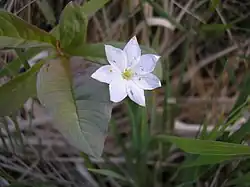 La trientale, symbole de la réserve.
