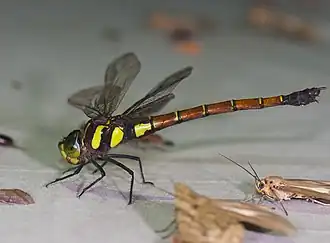 Description de l'image Polycanthagyna erythromelas (28057744900) (cropped).jpg.