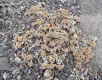 Polycarpaea nivea dans son habitat de Grande Canarie.