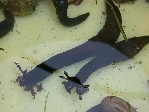 Polycheira rufescens