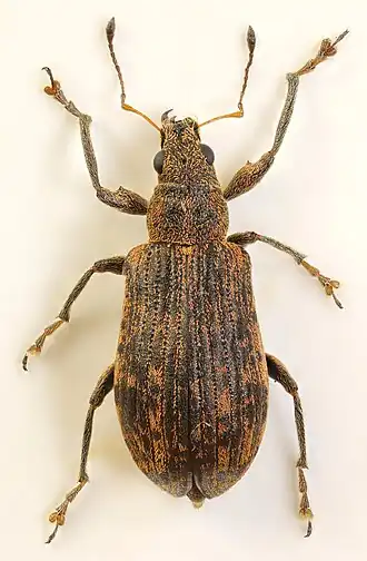 Description de l'image Polydrusus_cervinus,_Flint,_North_Wales,_May_2017_(36403925595).jpg.