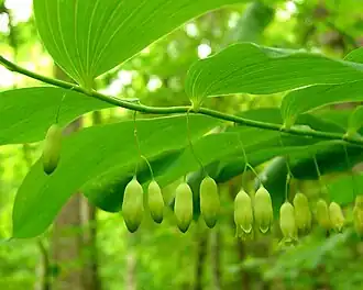 Description de l'image Polygonatum pubescensl (1292246849).jpg.