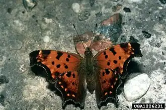Polygonia progne