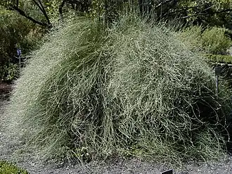 Description de l'image Polygonum scoparium.jpg.