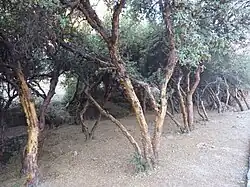 Forêt d'arbres tortueux aux troncs et sous-bois nus