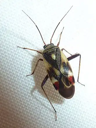 Description de l'image Polymerus (Poeciloscytus) unifasciatus.jpg.