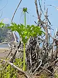 Plante herbacée Arrow-root de Tahiti