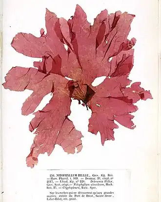 Polyneura bonnemaisonii, planche de l'herbier des frères Crouan (Pierre-Louis et Hippolyte-Marie).