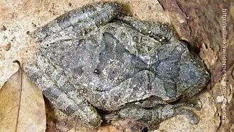 Description de l'image Polypedates cruciger.jpg.