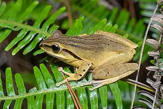 Description de l'image Polypedates megacephalus 3.jpg.