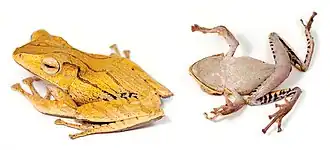 Description de l'image Polypedates otilophus (10.3897-evolsyst.2.27020) Figure 5 (cropped).jpg.
