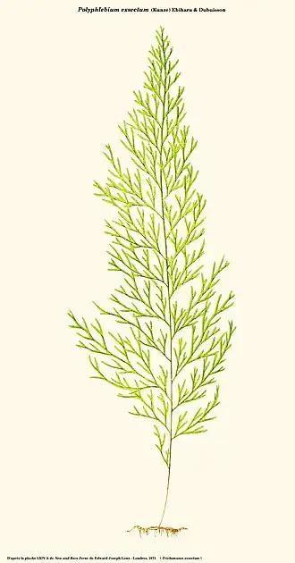 Polyphlebium exsectum