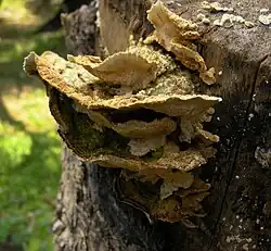 Polyporales du Vénézuéla