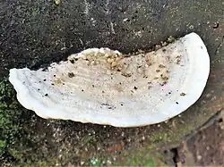 Polyporales méxicaine