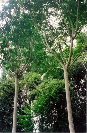 Description de l'image Polyscias murrayi Berrico Trig.jpg.