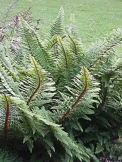 Polystic à frondes soyeuses.