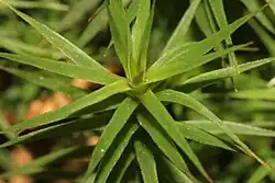 Apex d'une tige de Polytrichum formosum. La nervure occupe presque toute la feuille, le limbe est visible sous forme d'une petite bande claire de chaque côté de la feuille.