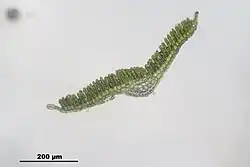Vue au microscope d'une coupe transversale d'une feuille de Polytrichum formosum. On observe les rangées de lamelles disposées sur la nervure, qui occupe la majorité de la largeur de la feuille.