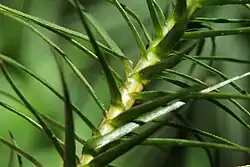 Tige de Polytrichum commune, couverte par les bases blanchâtres des feuilles.