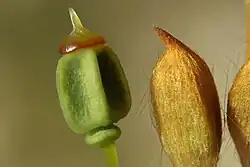 Capsules immatures de Polytrichum commune, avec la coiffe et l'opercule toujours attachées.