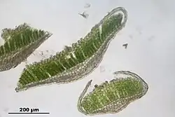Section transversale de feuilles de Polytrichum juniperinum. On observe la nervure, sur laquelle sont disposées les lamelles. Le limbe, de chaque côté de la nervure est ici rabattu par dessus les lamelles.