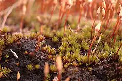 Polytrichum piliferum, espèce de petite taille, ici avec des sporophytes.