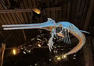 Description de l'image Pomatodelphis inaequalis FLMNH.jpg.