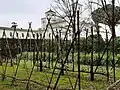 Pommiers en espaliers du jardin de la Villa Médicis à Rome, palissés sur un treillage oblique.