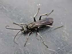 Pompilus cinereus