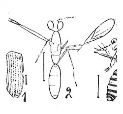Pompilus incertus -2- N. Théobald 1937 Holotype éch5 Inst. Géol. Marseille x2,8 p. 284 pl. XX Insectes de Camoins-les-Bains.