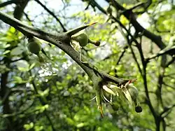 Apparition des fruits (Jardin botanique d'Isola Madre)