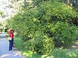 Poncirus (jardin botanique de Bratislava&nbsp;(en))