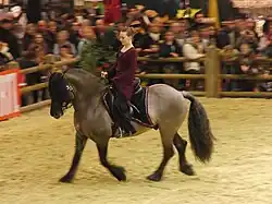 Poney monté par une cavalière au trot, vus de profil.
