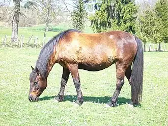 Ponette landaise dans son pré.