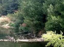 Vue de pieux en bois dépassant de l'eau au niveau d'une île sur un fleuve.