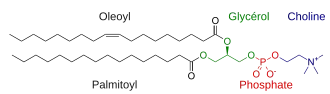 Phosphoglycéride.