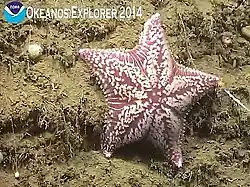 Porania pulvillus, une Poraniidae