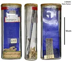 Poraniopsis echinaster