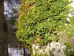 Porella platyphylla sur tronc d'arbre.