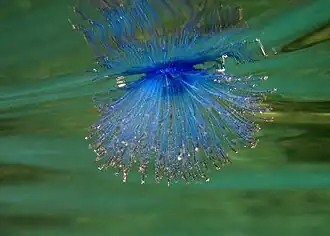 Vue des hydroïdes sous l'eau.