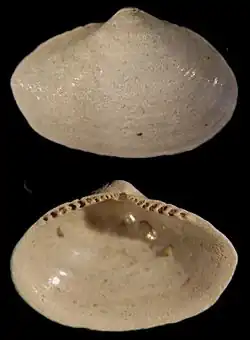 Portlandia arctica (Nuculanoida)