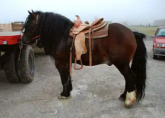 Image illustrative de l’article Posavina (cheval)