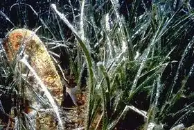 Une grande nacre, habitant fréquent des herbiers.