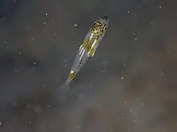 Post-larve de D.puntazzo