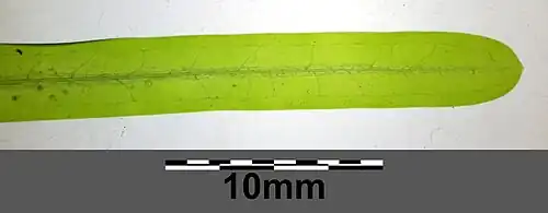 Détail d'une feuille.