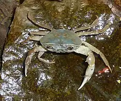 Potamonautes sidneyi (Potamonautidae)