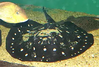 Description de cette image, également commentée ci-après