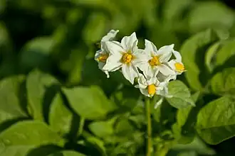 Pomme de terre (Solanum tuberosum), une Astéridée du groupe 1 (Lamiidées).