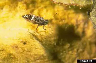 Description de cette image, également commentée ci-après