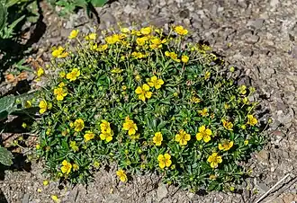 Potentille tormentille.
